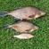 Carp bream