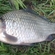 Prussian carp
