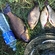 Prussian carp