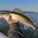 Pike perch