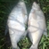Carp bream