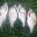 Carp bream