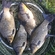 Prussian carp