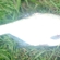 Carp bream