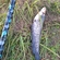 Wels catfish