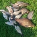 Carp bream