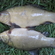 Tench
