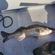 Pike perch