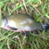 Tench