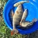 Eurasian perch