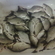 Prussian carp