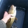 Atlantic cod