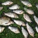 Crucian carp