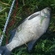 Carp bream