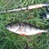 Eurasian perch