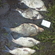 Carp bream