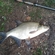 Carp bream