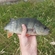 Eurasian perch