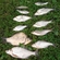 Prussian carp