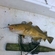 Atlantic cod