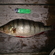 Eurasian perch