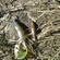 Three-spined stickleback