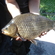 Prussian carp