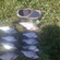 Carp bream