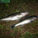 Pike perch