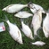 Carp bream