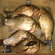 Crucian carp
