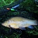 Tench