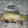 Tench