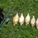Carp bream