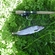 Grayling