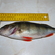 Eurasian perch
