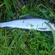 Grayling