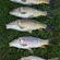 Carp