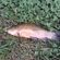 Tench