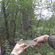 Grayling
