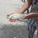 Salema