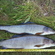 Grayling