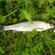 Dace