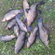 Tench