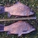 Prussian carp
