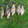 Tench