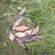 Tench