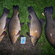 Tench