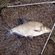 Carp bream