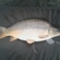 Carp